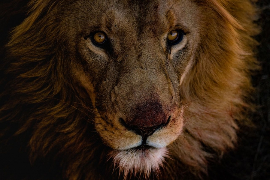 lion