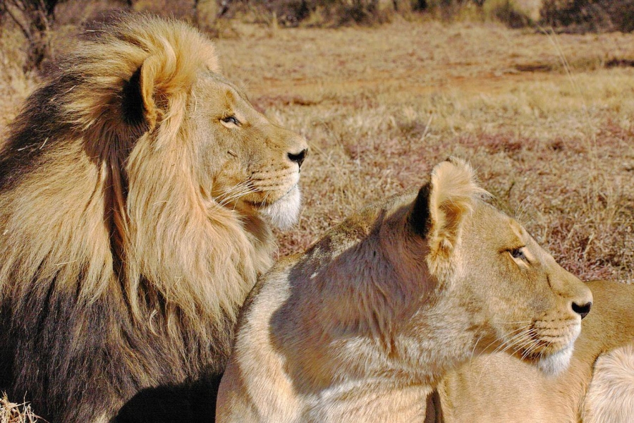 lionpaar